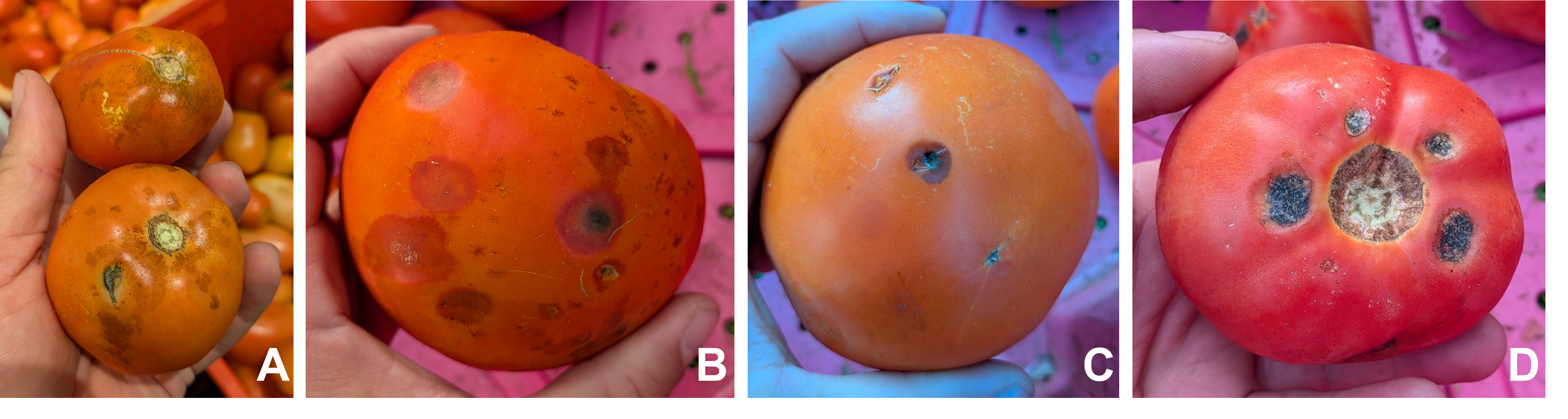 Several tomatoes displaying rotting and browning issues.